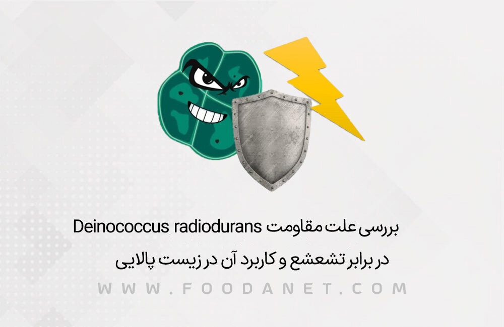 بررسی علت مقاومت Deinococcus radiodurans در برابر تشعشع و کاربرد آن در زیست پالایی